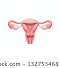 female genitalia 132753468