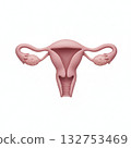 female genitalia 132753469