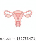 female genitalia 132753471