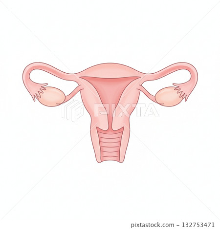 female genitalia female genitalia 132753471