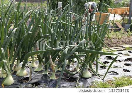 田間種植的洋蔥照片 132753478