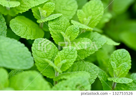 Apple mint Apple mint 132753526