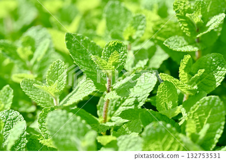 蘋果薄荷 132753531