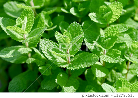 Apple mint 132753533
