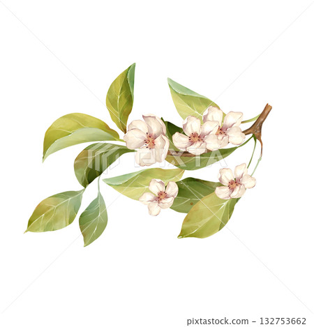 Hand-drawn illustration of delicate white flowers and green leaves on a thin branch 132753662