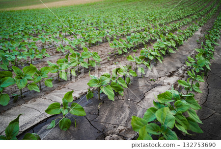 Rows of young sunflowers growing on cracked dry soil on farmland 132753690