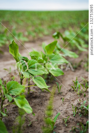 Close up of green sunflower sprout growing from soil on field Close up of green sunflower sprout growing from soil on field 132753695