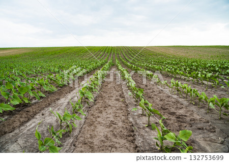 Young sunflower plants growing in rows on farmland under cloudy sky 132753699