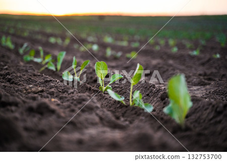 Cabbage seedlings in rows growing on farmland during sunset light Cabbage seedlings in rows growing on farmland during sunset light 132753700