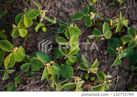 Top view of young soybean plants growing in fertile soil on sunny day 132753704