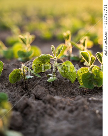 Soybean seedlings growing in soil under sunlight close up view 132753711