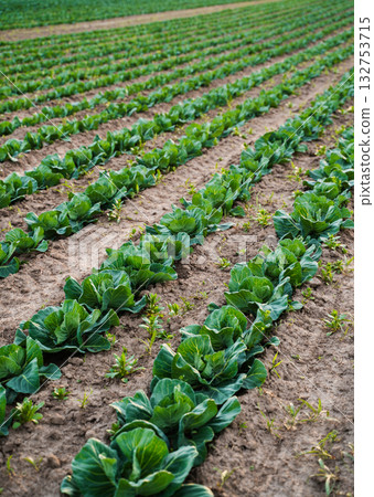 Rows of cabbage plants growing on fertile soil under blue sky and warm sunlight 132753715