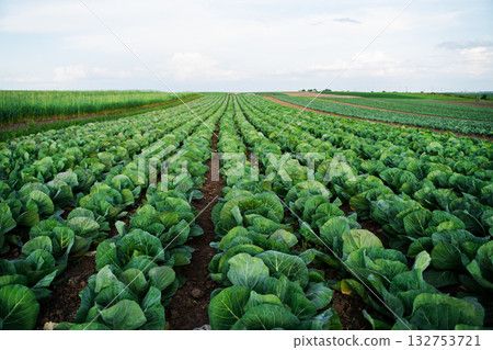 Perspective view of cabbage rows growing on rural farmland field 132753721
