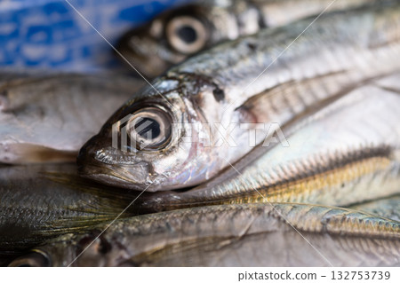 小竹莢魚圖片（庫存照片） 132753739