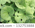 Photo of a butterbur leaf with holes 132753888