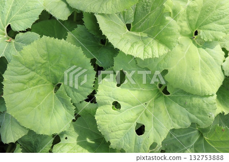 Photo of a butterbur leaf with holes Photo of a butterbur leaf with holes 132753888