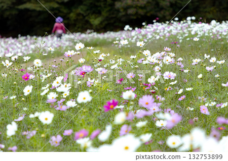 Kurihama Flower Park: Cute Cosmos 132753899