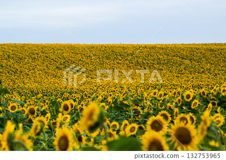 Vast field of bright yellow sunflowers blooming under blue summer sky 132753965