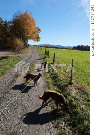 Three dogs are walking down a dirt road, sniffing the ground 132754245