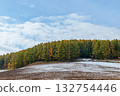 First snow in the larch forest in Furano / The transition from autumn to winter 132754446