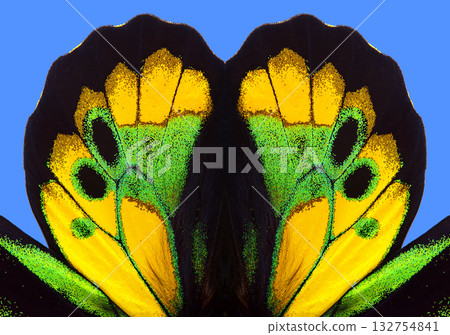 Ornament from the wings of a bright butterfly. Birdwing butterfly. Macro photography tropical butterfly wings. Wings detail of Rothschild's birdwing (Ornithoptera rothschildi). Ornament from the wings of a bright butterfly. Birdwing butterfly. Macro photography tropical butterfly wings. Wings detail of Rothschild's birdwing (Ornithoptera rothschildi). 132754841