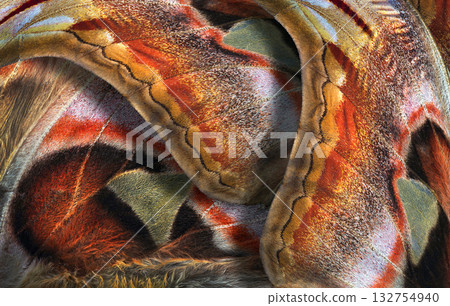 Attacus atlas. Atlas moth. Wing of colorful tropical Atlas butterfly close up. Butterfly wing texture. Tropical moth wings pattern Attacus atlas. Atlas moth. Wing of colorful tropical Atlas butterfly close up. Butterfly wing texture. Tropical moth wings pattern 132754940