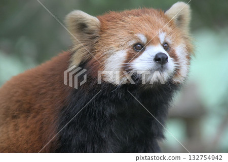 Red panda sticking out its nose to sniff Red panda sticking out its nose to sniff 132754942