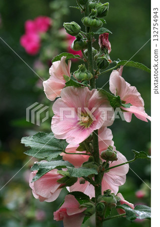 bright pink mallow flowers in the garden. branch of blooming mallow bright pink mallow flowers in the garden. branch of blooming mallow 132754943