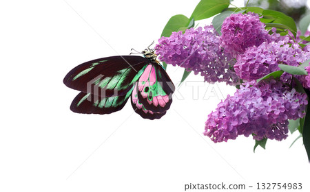 Bright colorful tropical birdwing butterfly on purple lilac flowers. Rothschild's birdwing (Ornithoptera rothschildi) copy space Bright colorful tropical birdwing butterfly on purple lilac flowers. Rothschild's birdwing (Ornithoptera rothschildi) copy space 132754983