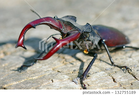 stag beetle on a stump of oak close up 132755189