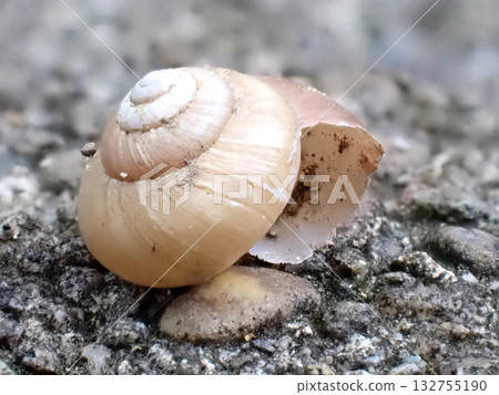 蝸牛殼 132755190