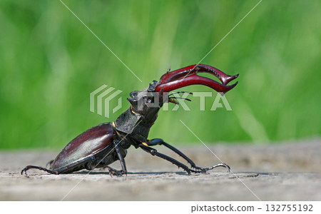 stag beetle on a stump of oak close up 132755192