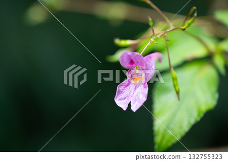 Pink flowers of Impatiens textori Pink flowers of Impatiens textori 132755323