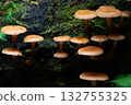 Armillaria mellea growing in clusters in the forest 132755325