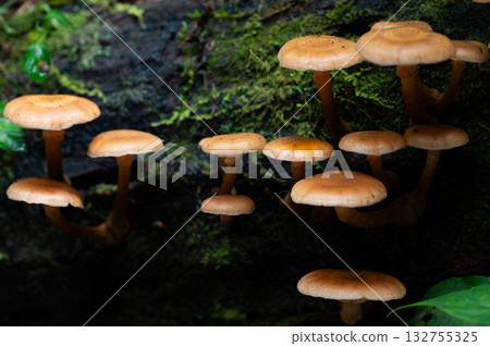 森林中成簇生長的蜜環菌 森林中成簇生長的蜜環菌 132755325