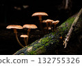 Armillaria mellea growing in clusters in the forest 132755326