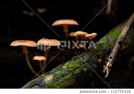 Armillaria mellea growing in clusters in the forest 132755326