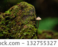 A Sawtooth Mushroom growing on a rotting tree trunk 132755327