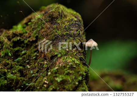 A Sawtooth Mushroom growing on a rotting tree trunk 132755327