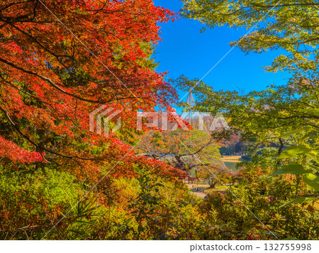 Autumn garden scenery and yukitsuri hangings seen through red and green trees (Rikugien Garden, Bunkyo Ward, Tokyo) Autumn garden scenery and yukitsuri hangings seen through red and green trees (Rikugien Garden, Bunkyo Ward, Tokyo) 132755998