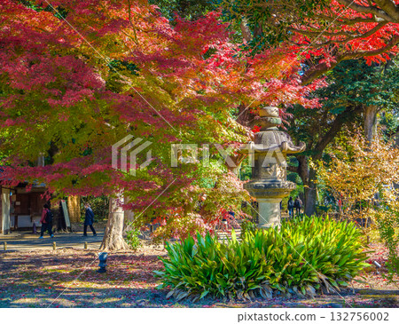 秋日裡美麗的日式庭園，石燈籠點綴其間，五彩繽紛的楓樹搖曳生姿（東京文京區六義園） 132756002