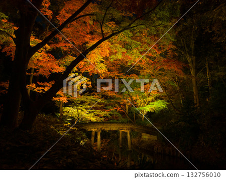Colorful autumn leaves and a traditional bridge illuminated in the darkness of the night (Rikugien Garden, Bunkyo Ward, Tokyo) Colorful autumn leaves and a traditional bridge illuminated in the darkness of the night (Rikugien Garden, Bunkyo Ward, Tokyo) 132756010