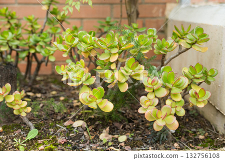 Jade plant in garden with green and yellow succulent leaves 132756108