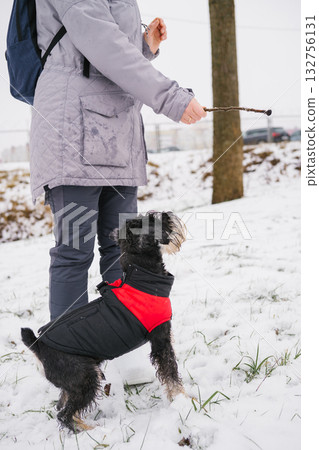 Woman playing with dog in snowy park 132756131