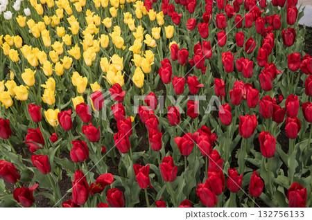 Vibrant yellow and red tulips blooming in garden bed Vibrant yellow and red tulips blooming in garden bed 132756133