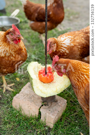 Chickens feeding on melon in farmyard setting featuring brown hens 132756139