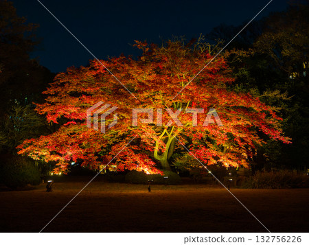 A large illuminated maple tree stands out in the darkness of the night (Rikugien Garden, Bunkyo Ward, Tokyo) 132756226
