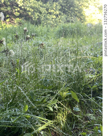 Morning dewdrops on lush green grass in sunlit forest, creating a serene natural background 132756270