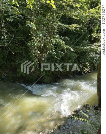 River flowing through lush green forest, creating a serene nature scene with vibrant foliage 132756274