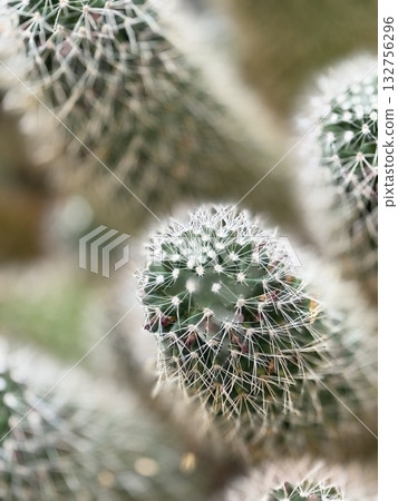 Macro view of a cactus with sharp spines, suitable for background or nature-themed concepts Macro view of a cactus with sharp spines, suitable for background or nature-themed concepts 132756296